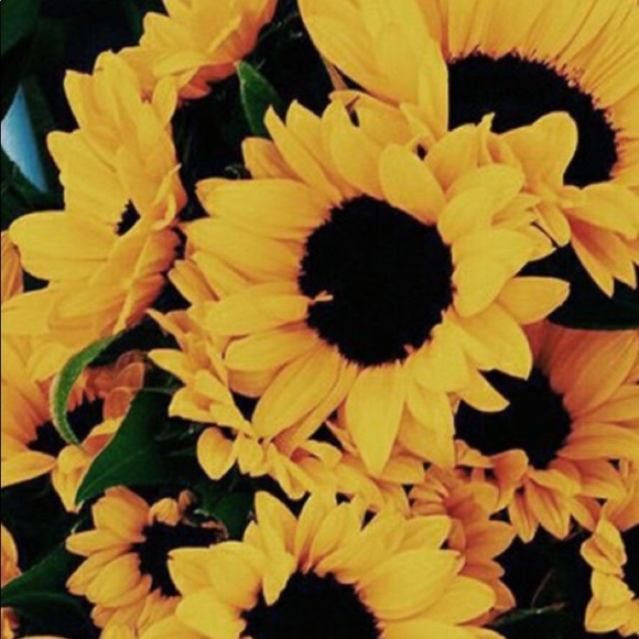 Meet your Posher, Ivy - Picture 1 of 1